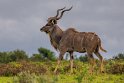 098 Port Elizabeth, Pumba Private Game Reserve, Zuid-Afrika